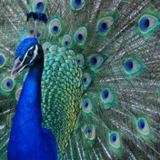 Peacock
